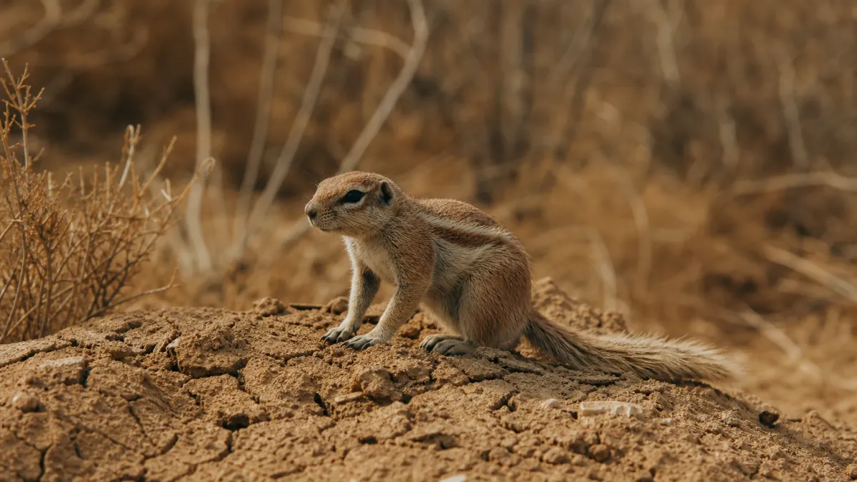 Animaux qui commencent par la lettre X : liste complète