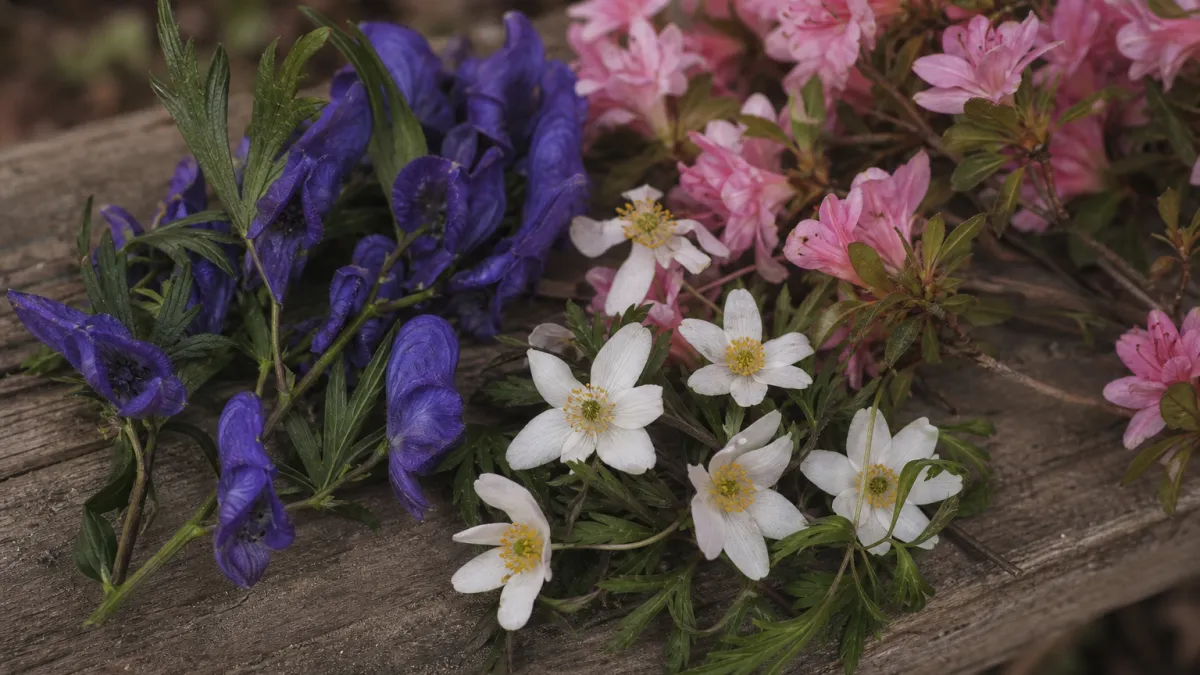 Fleurs commençant par la lettre A : la liste complète