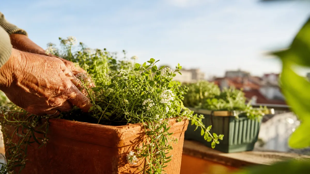 Jardinière balcon : le guide Balconsdepicure pour choisir