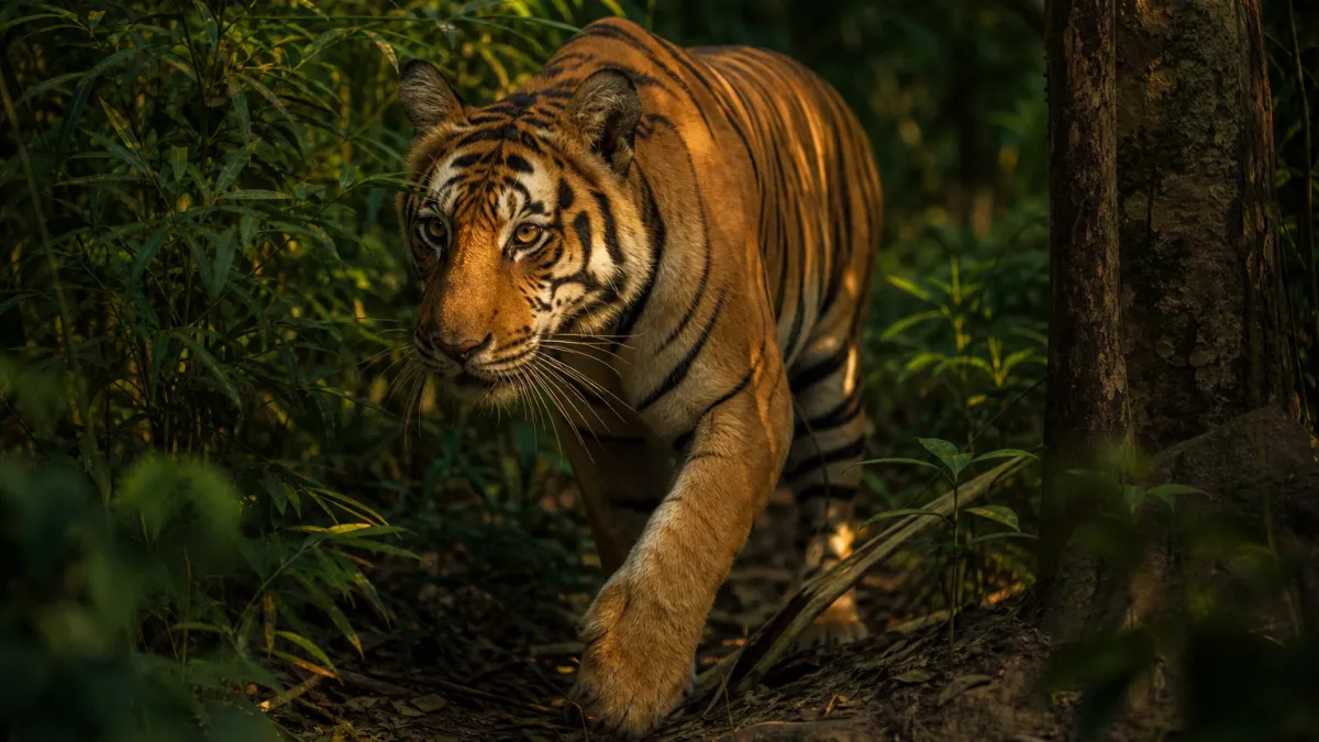 Animaux commençant par la lettre T : la liste complète