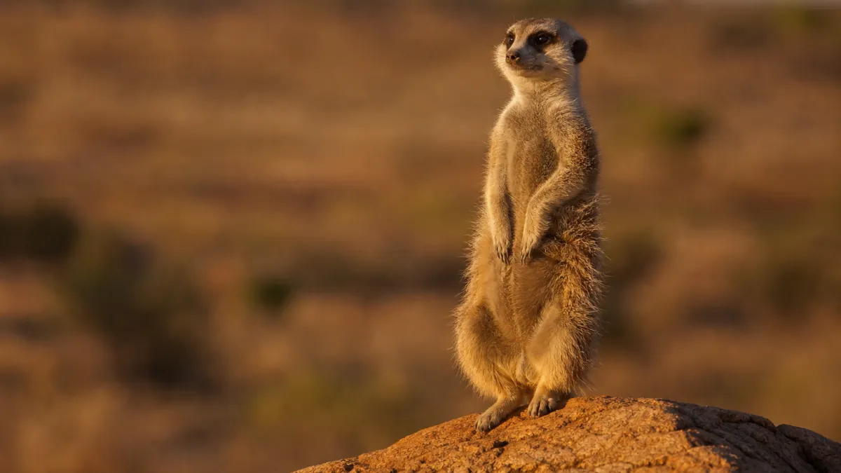 Animaux qui commencent par la lettre S : la liste complète